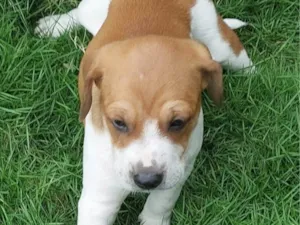 Cachorro raça SRD-ViraLata idade Abaixo de 2 meses nome PITUCO