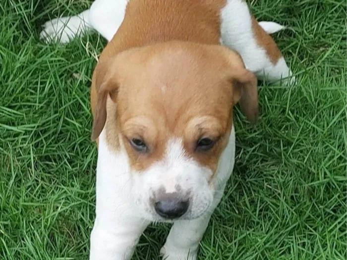 Cachorro ra a SRD-ViraLata idade Abaixo de 2 meses nome PITUCO