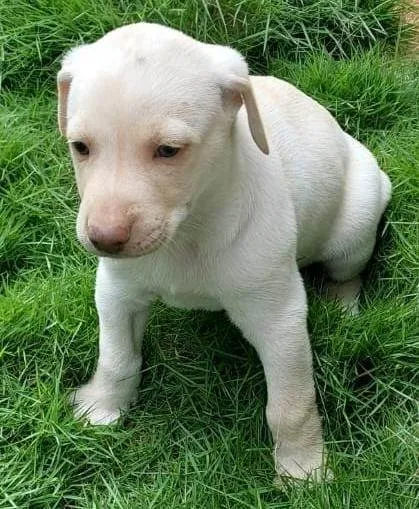 Cachorro ra a SRD-ViraLata idade Abaixo de 2 meses nome NEVE
