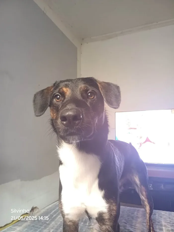 Cachorro ra a SRD-ViraLata idade 1 ano nome Marley 