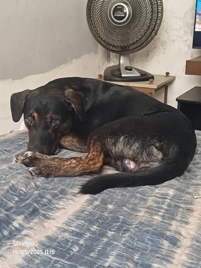 Cachorro ra a SRD-ViraLata idade 1 ano nome Marley 
