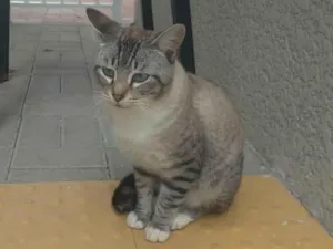 Gato raça SRD-ViraLata idade 7 a 11 meses nome Rajadinho