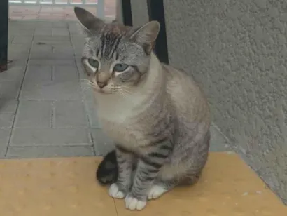 Gato raça SRD-ViraLata idade 7 a 11 meses nome Rajadinho