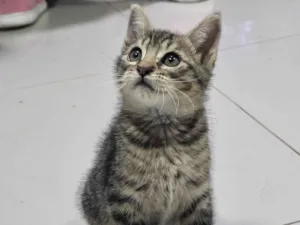 Gato raça SRD-ViraLata idade 2 a 6 meses nome 8Julio César