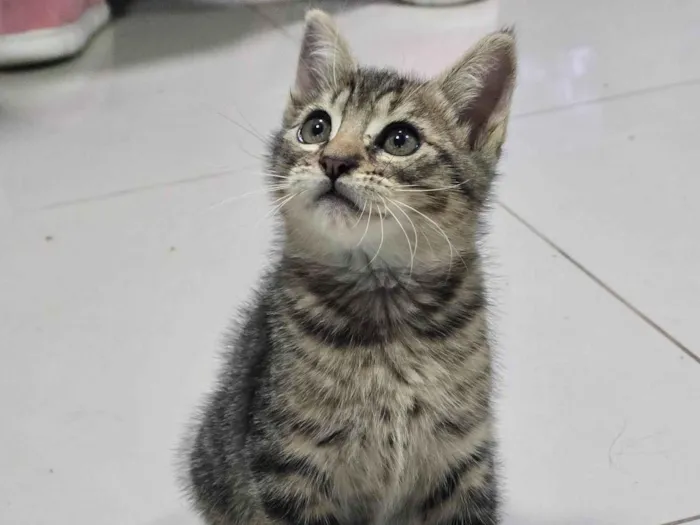 Gato ra a SRD-ViraLata idade 2 a 6 meses nome 8Julio César