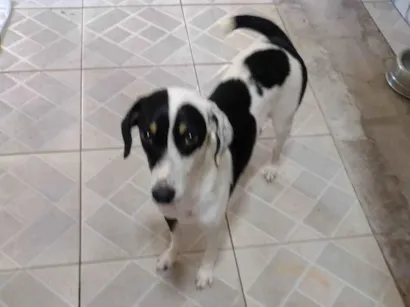 Cachorro raça SRD-ViraLata idade 1 ano nome Temporariamente, chamada de amora e lady Gaga