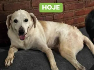 Cachorro raça SRD-ViraLata idade 6 ou mais anos nome Linha 