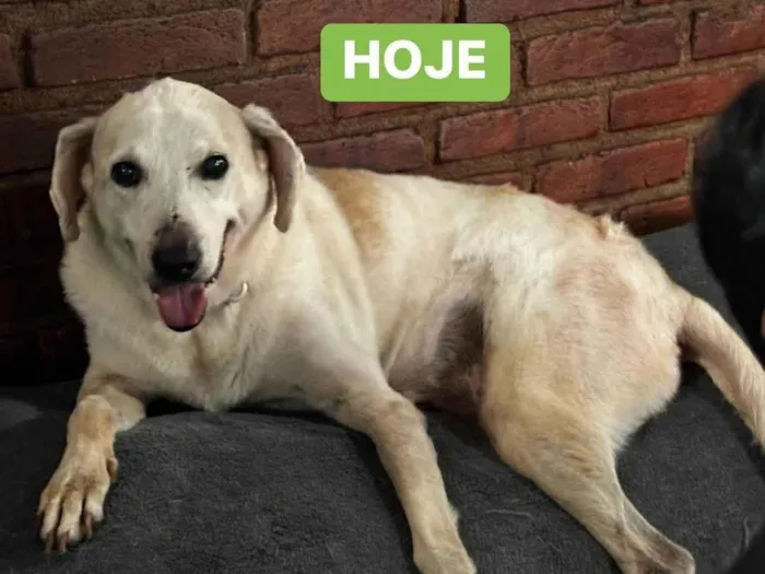 Cachorro ra a SRD-ViraLata idade 6 ou mais anos nome Linha 