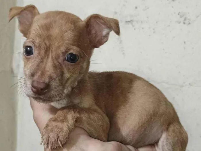 Cachorro ra a SRD-ViraLata idade 2 a 6 meses nome Ágata