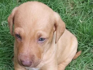 Cachorro raça SRD-ViraLata idade Abaixo de 2 meses nome PRINCESA