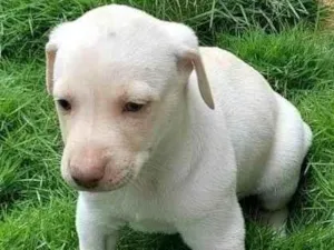 Cachorro raça SRD-ViraLata idade Abaixo de 2 meses nome NEVE