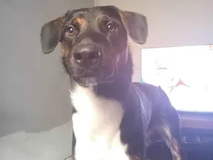 Cachorro raça SRD-ViraLata idade 1 ano nome Marley 