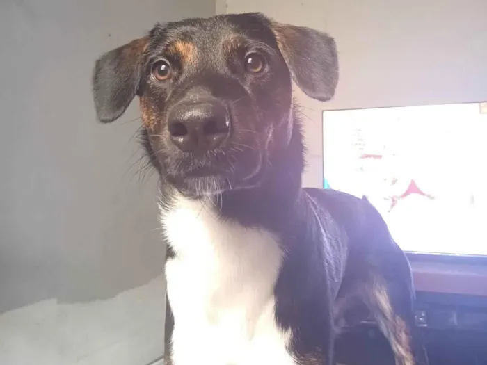 Cachorro ra a SRD-ViraLata idade 1 ano nome Marley 