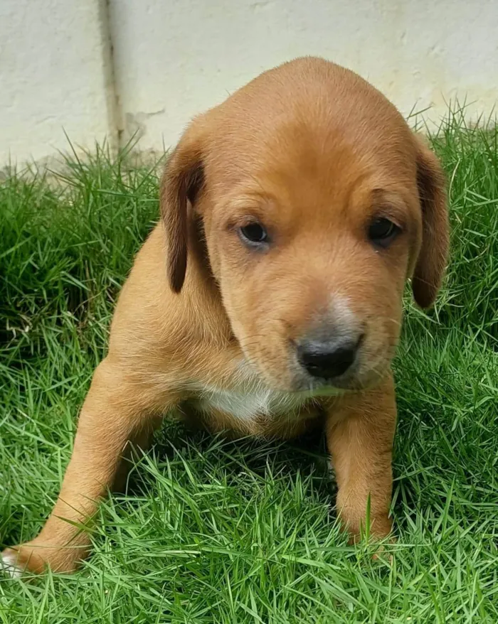 Cachorro ra a SRD-ViraLata idade Abaixo de 2 meses nome LESSE