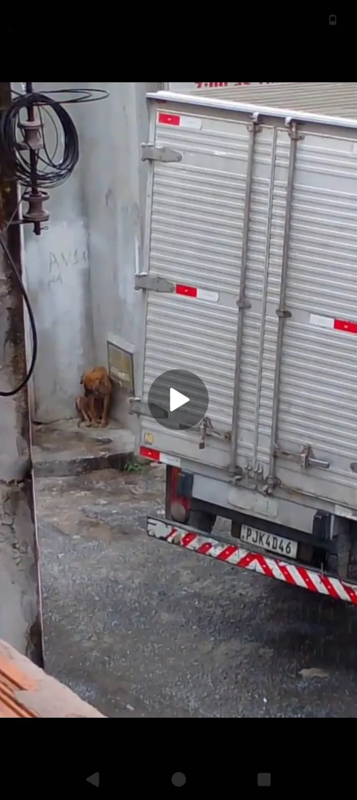 Cachorro ra a SRD-ViraLata idade 1 ano nome Tigressa