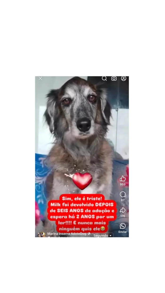 Cachorro ra a SRD-ViraLata idade 6 ou mais anos nome Milk