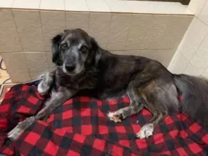 Cachorro raça SRD-ViraLata idade 6 ou mais anos nome Milk