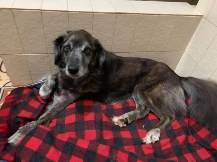Cachorro ra a SRD-ViraLata idade 6 ou mais anos nome Milk