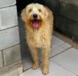 Pierre