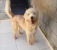 Pierre