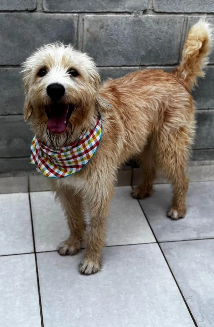 Cachorro ra a SRD-ViraLata idade 1 ano nome Pierre