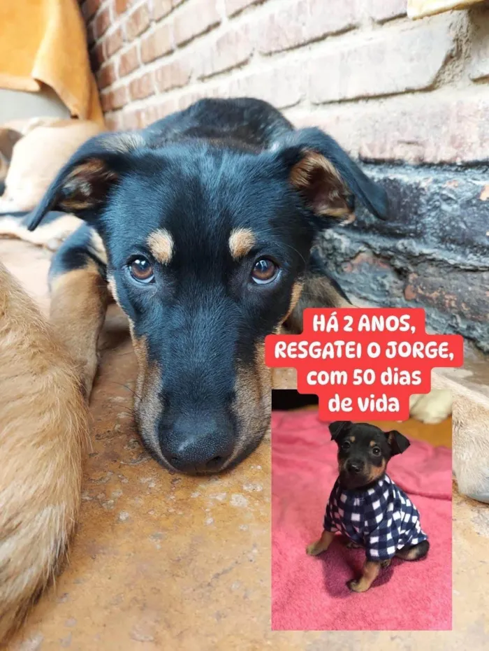 Cachorro ra a SRD-ViraLata idade 2 anos nome Jorge 