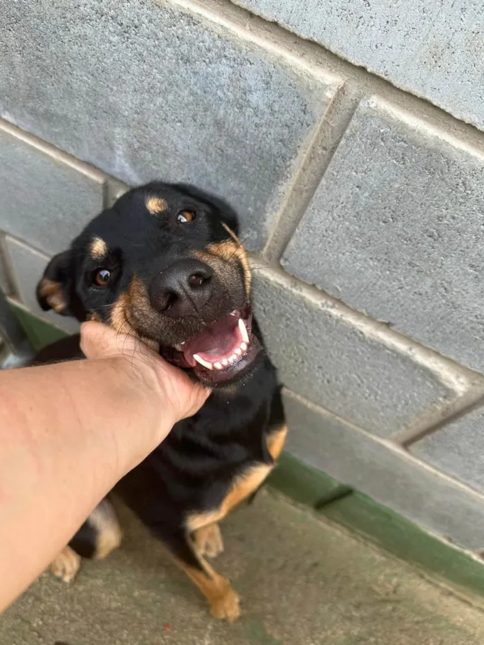 Cachorro ra a SRD-ViraLata idade 2 anos nome Jorge 