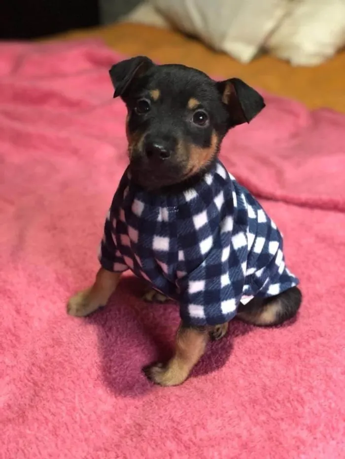 Cachorro ra a SRD-ViraLata idade 2 anos nome Jorge 