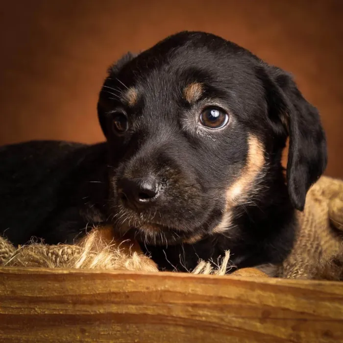 Cachorro ra a SRD-ViraLata idade 2 anos nome Jorge 