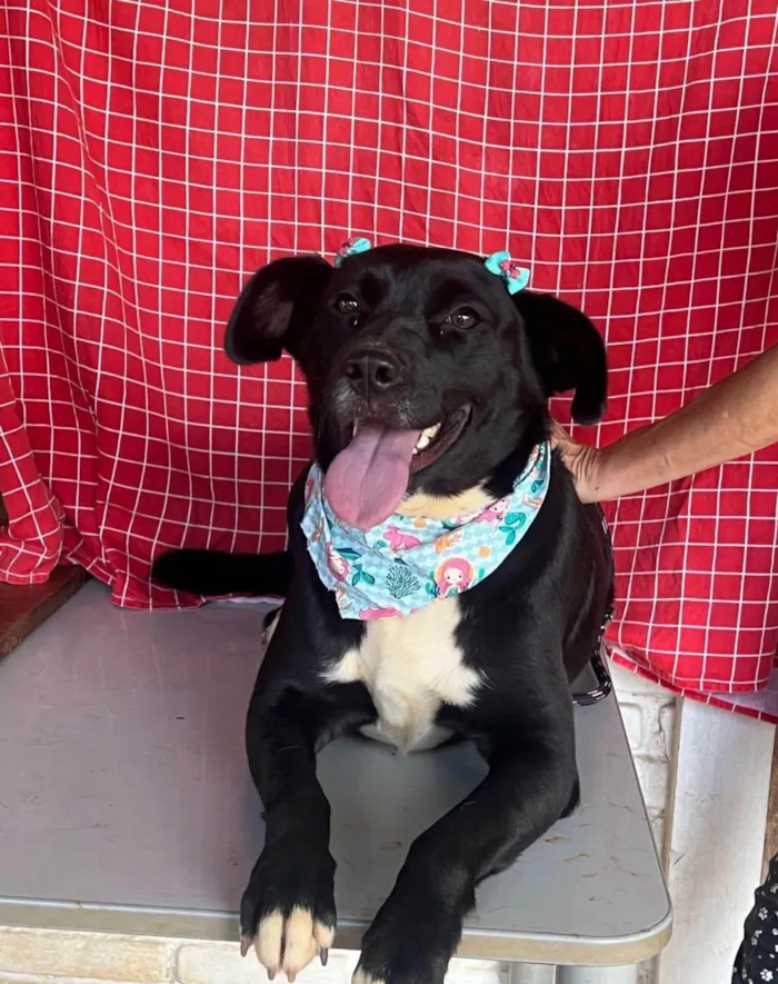 Cachorro ra a SRD-ViraLata idade 4 anos nome Tully