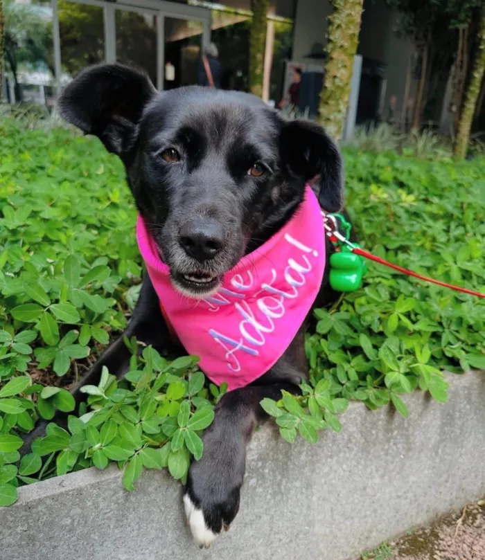 Cachorro ra a SRD-ViraLata idade 4 anos nome Tully