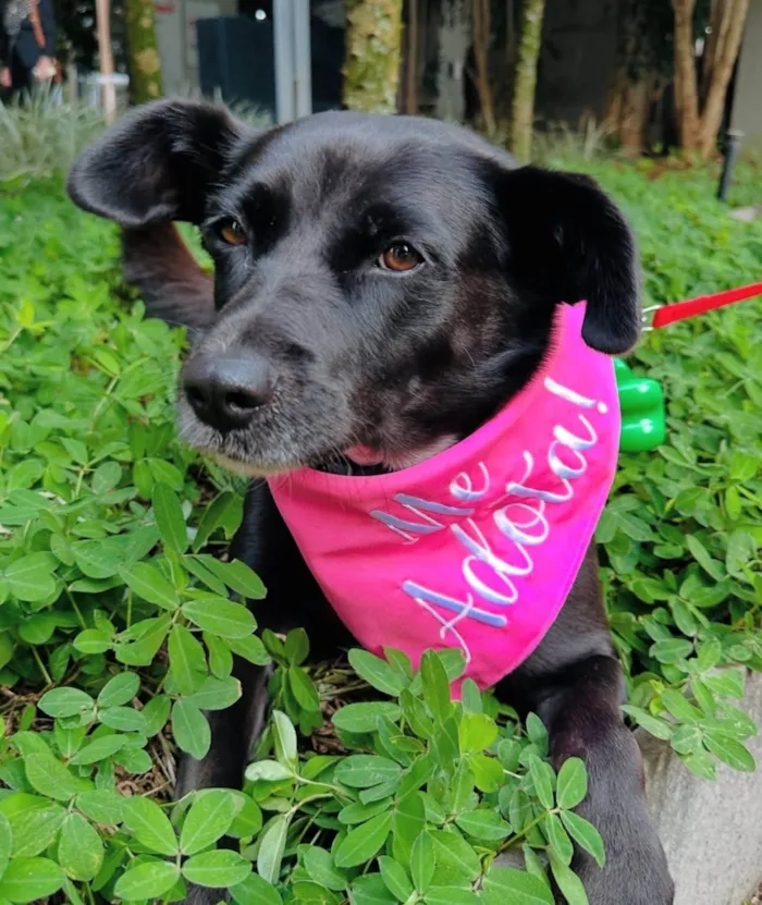 Cachorro ra a SRD-ViraLata idade 4 anos nome Tully