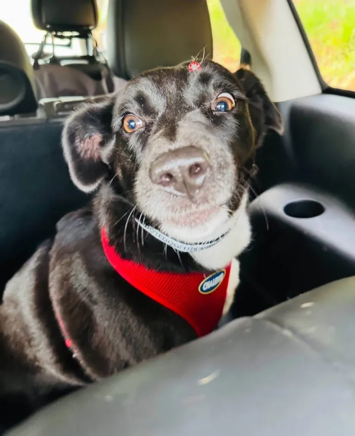 Cachorro ra a SRD-ViraLata idade 4 anos nome Tully