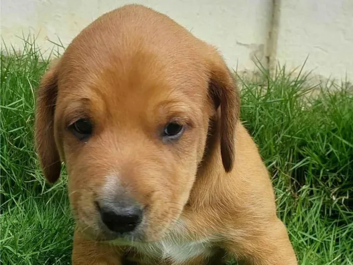 Cachorro ra a SRD-ViraLata idade Abaixo de 2 meses nome LESSE