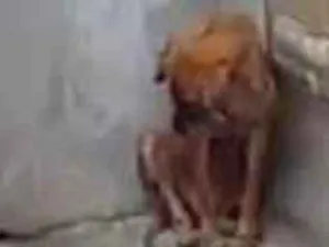 Cachorro raça SRD-ViraLata idade 1 ano nome Tigressa