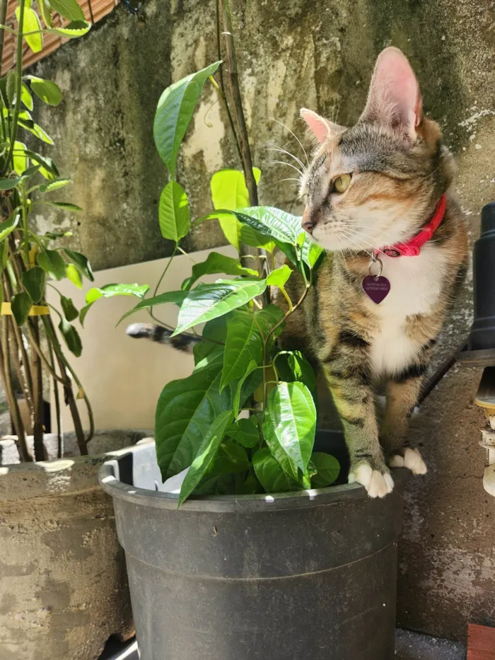 Gato ra a SRD-ViraLata idade 2 anos nome Zoe e Amora