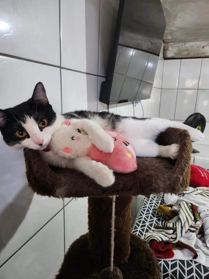 Gato ra a SRD-ViraLata idade 2 anos nome Zoe e Amora