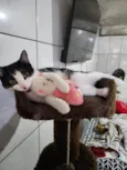 Zoe e Amora