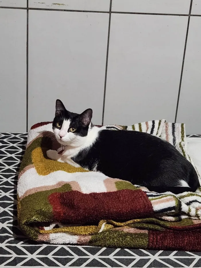 Gato ra a SRD-ViraLata idade 2 anos nome Zoe e Amora