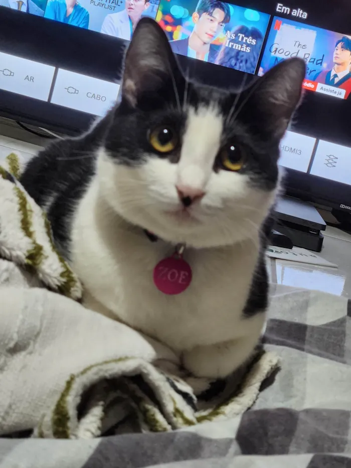 Gato ra a SRD-ViraLata idade 2 anos nome Zoe e Amora