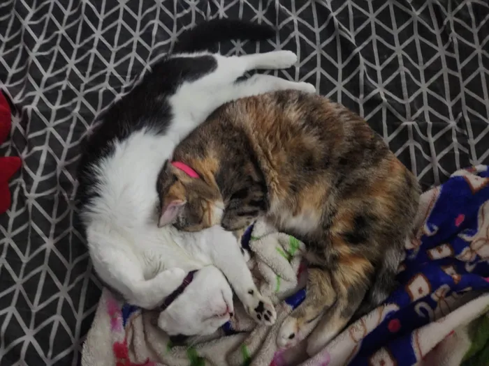 Gato ra a SRD-ViraLata idade 2 anos nome Zoe e Amora