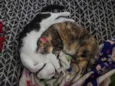 Zoe e Amora