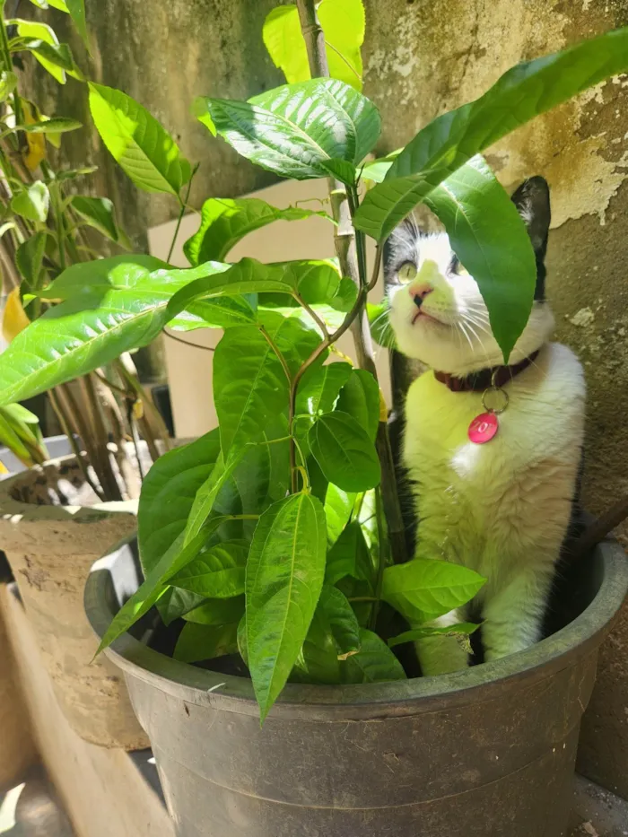 Gato ra a SRD-ViraLata idade 2 anos nome Zoe e Amora