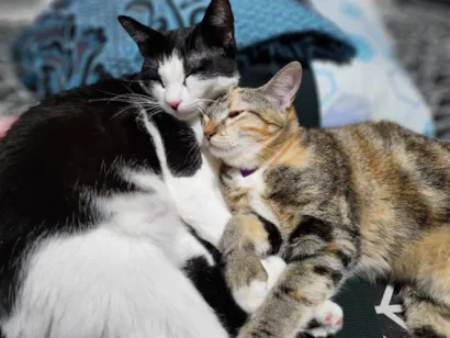 Gato raça SRD-ViraLata idade 2 anos nome Zoe e Amora