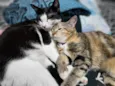 Zoe e Amora