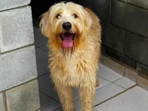 Cachorro raça SRD-ViraLata idade 1 ano nome Pierre