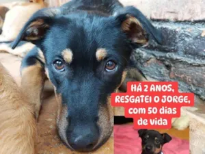 Cachorro raça SRD-ViraLata idade 2 anos nome Jorge 