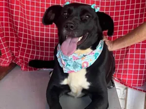 Cachorro raça SRD-ViraLata idade 4 anos nome Tully
