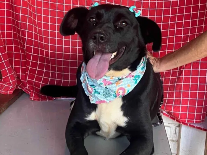 Cachorro ra a SRD-ViraLata idade 4 anos nome Tully
