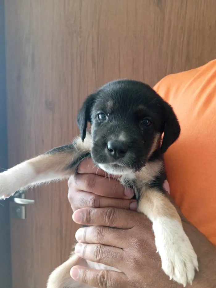 Cachorro ra a Labrador idade Abaixo de 2 meses nome Floquinho 